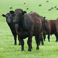 Angus Beef