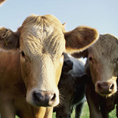 Beef