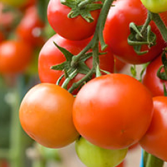 Tomatoes
