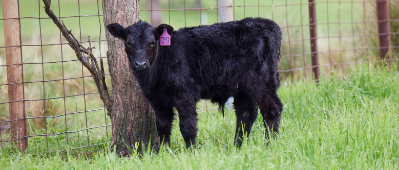 Cow against a fence