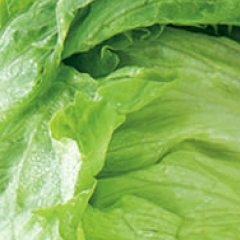 Lettuce