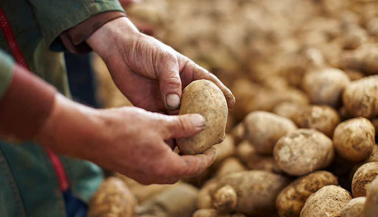 Zutaten – Kartoffeln