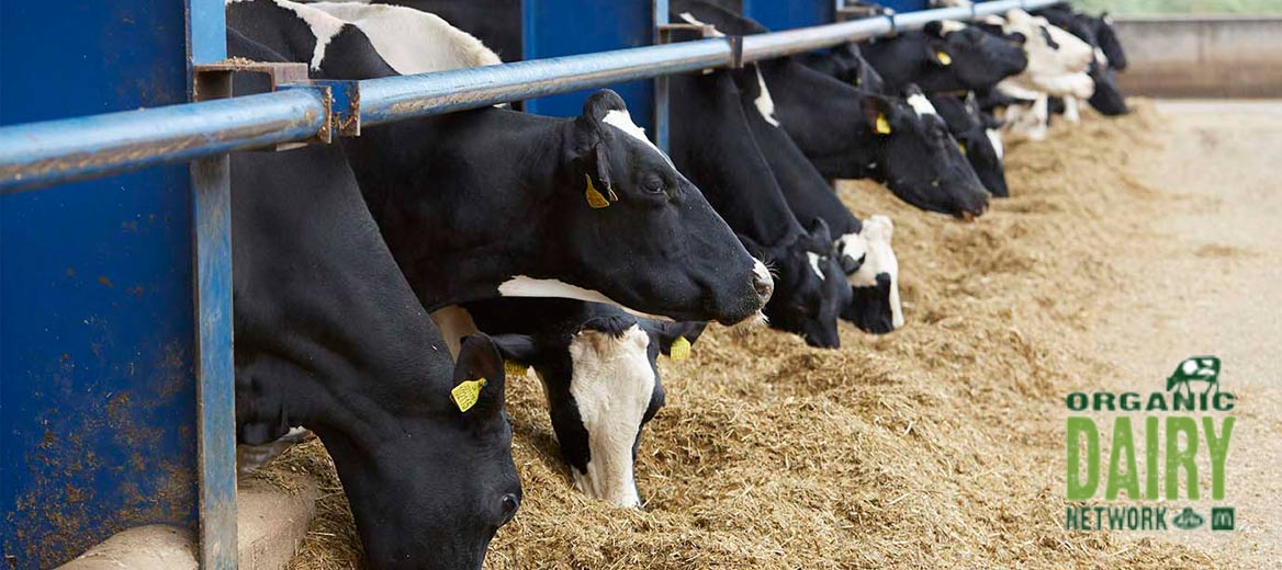 Row of cows eating hay with the organic dairy network logo.